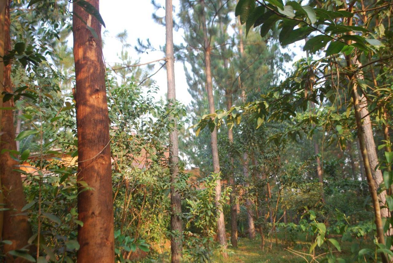 Saltek Forest Cottages Masindi Экстерьер фото
